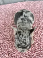 Pixie - AKC, a female French Bulldog for sale in Camden, MI – 5 of 5