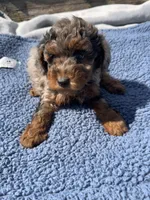 Baron , a male Yorkipoo for sale in Camden, MI – 5 of 6