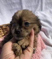 Lady, a female Shih Tzu for sale in Camden, MI – 2 of 5