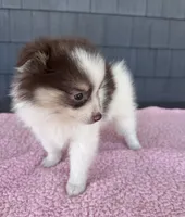 Ginger , a female Pomeranian for sale in Camden, MI – 2 of 6