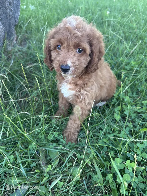 Maeve  – Cavapoo puppy for sale in Camden, MI