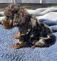 Baron , a male Yorkipoo for sale in Camden, MI – 6 of 6