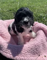 Cin, a female Cockapoo for sale in Camden, MI – 2 of 5