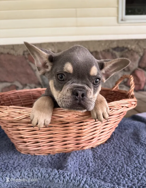 Tucker - AKC – French Bulldog puppy for sale in Camden, MI