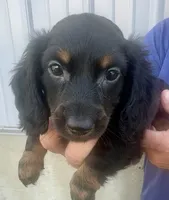 Chip, a male Miniature Dachshund for sale in Camden, MI – 3 of 3