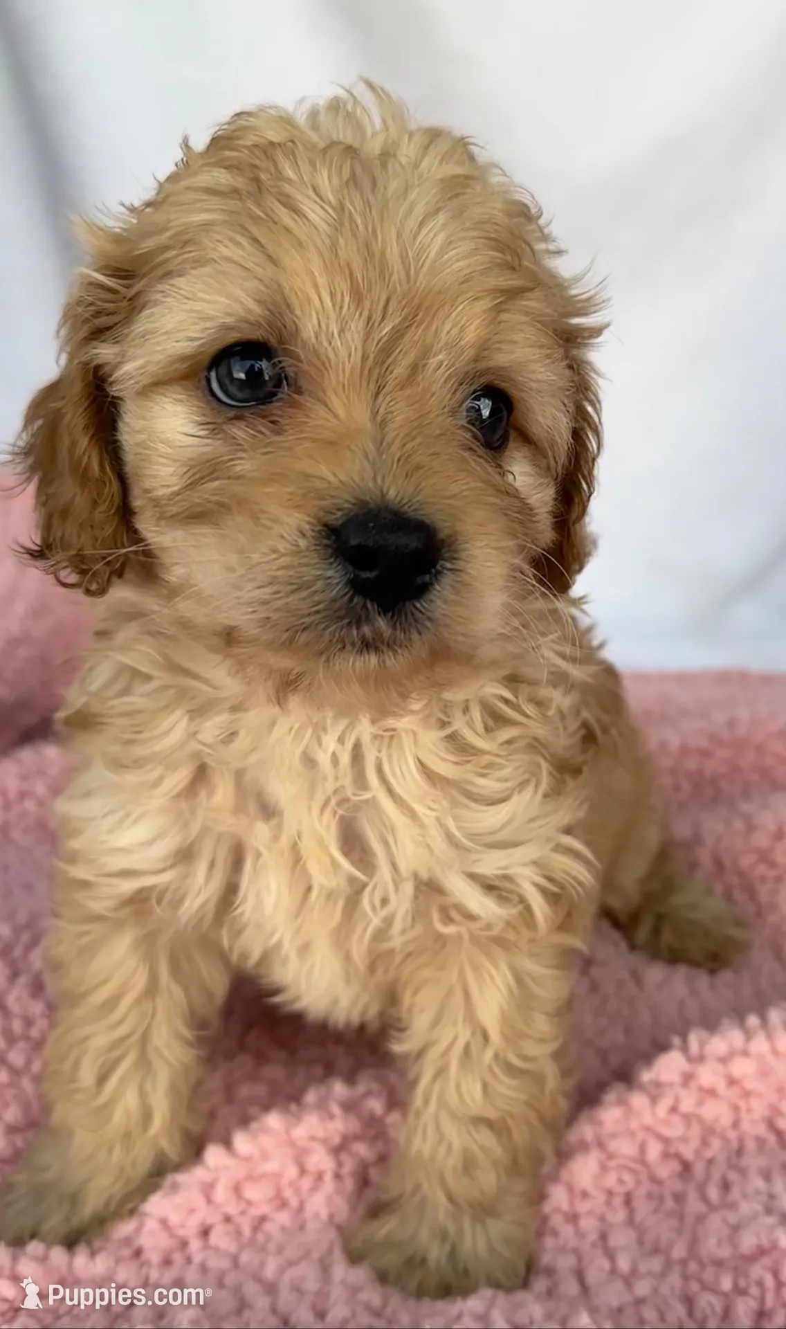 Kelly  – Cavapoo puppy for sale in Camden, MI