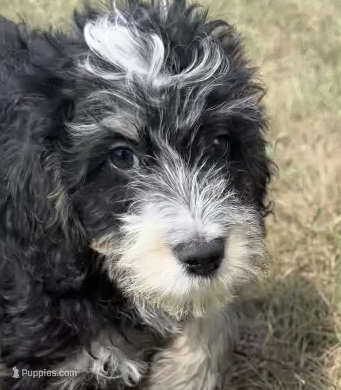 Murphy – Miniature Bernedoodle puppy for sale in Camden, MI