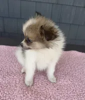 Cookie, a female Pomeranian for sale in Camden, MI – 6 of 6