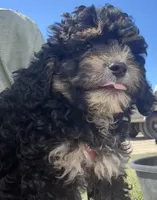 Trixie, a female Miniature Bernedoodle for sale in Camden, MI – 4 of 8