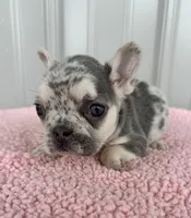 Lilly - AKC, a female French Bulldog for sale in Camden, MI – 6 of 7