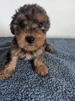 Theo, a male Yorkipoo for sale in Camden, MI – 2 of 5