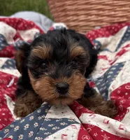 Less, a male Yorkshire Terrier for sale in Camden, MI – 3 of 5
