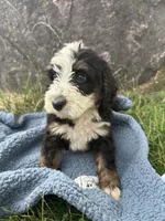 Archie, a male Miniature Bernedoodle for sale in Camden, MI – 3 of 8