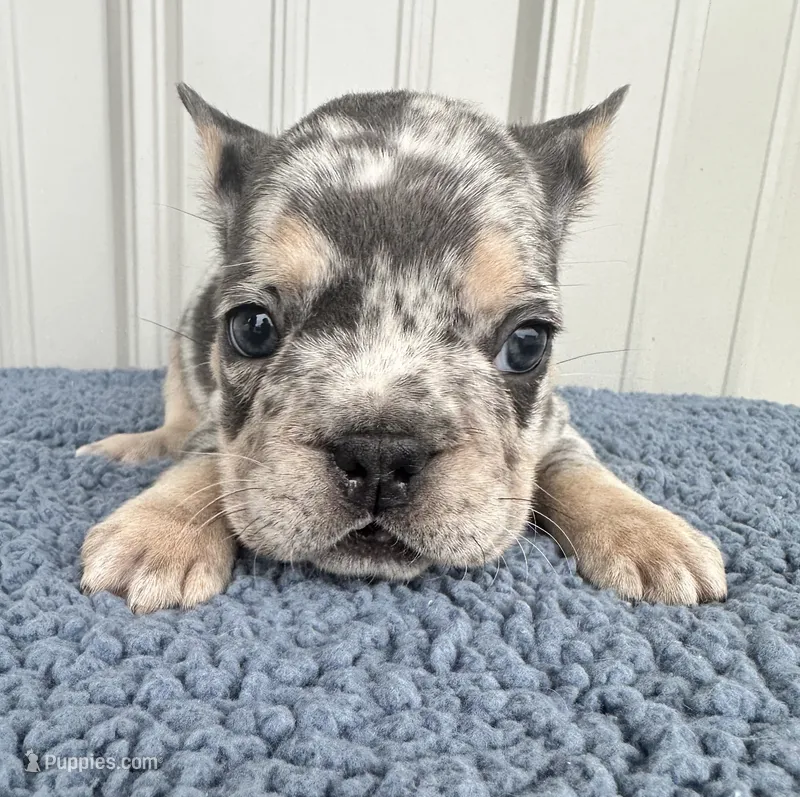 Biggie - AKC – French Bulldog puppy for sale in Camden, MI