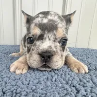Biggie - AKC, a male French Bulldog for sale in Camden, MI – 1 of 5