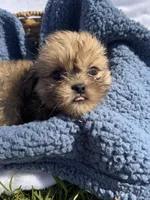 Prince, a male Shih Tzu for sale in Camden, MI – 5 of 7