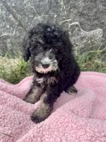 Millie, a female Miniature Bernedoodle for sale in Camden, MI – 4 of 6