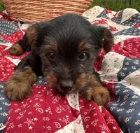 Ralphie , a male Yorkshire Terrier for sale in Camden, MI – 4 of 5