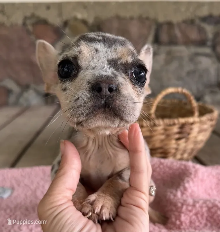 Pixie - AKC – French Bulldog puppy for sale in Camden, MI