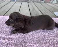 Hazel (AKC), a female Miniature Dachshund for sale in Camden, MI – 3 of 5