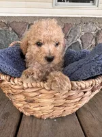 Collis, a male Poodle - Miniature  for sale in Camden, MI – 7 of 7