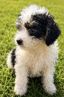 Dock , a male Miniature Bernedoodle for sale in Camden, MI – 4 of 4