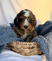 Charlie, a male Bernedoodle for sale in Camden, MI – Photo 2 of 7