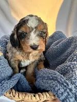 Charlie, a male Bernedoodle for sale in Camden, MI – Photo 7 of 7