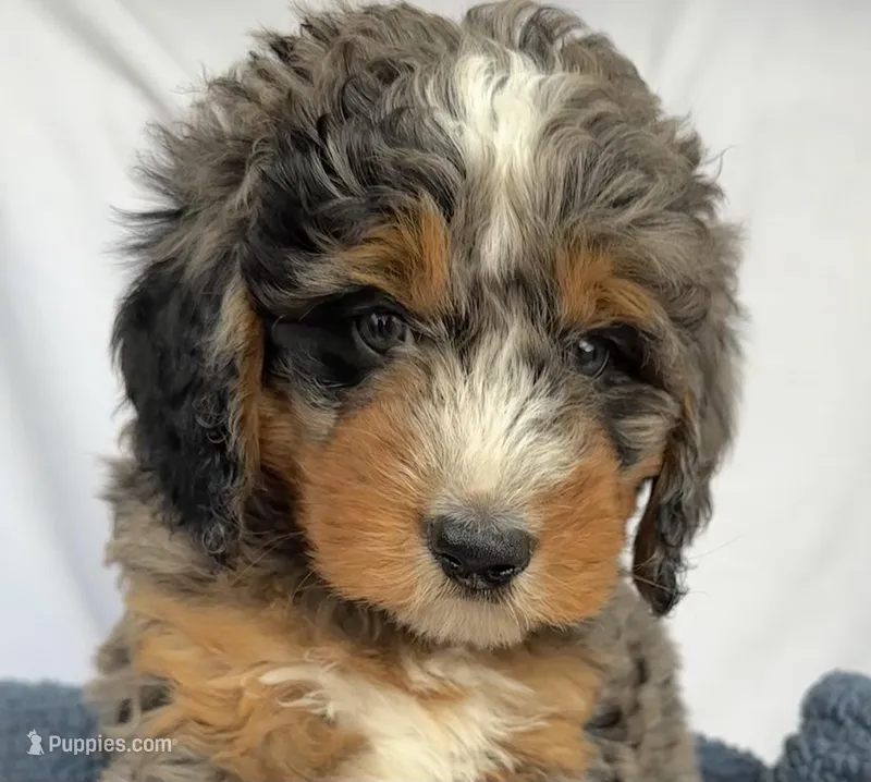 Charlie – Bernedoodle puppy for sale in Camden, MI