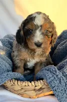 Charlie, a male Bernedoodle for sale in Camden, MI – Photo 3 of 7