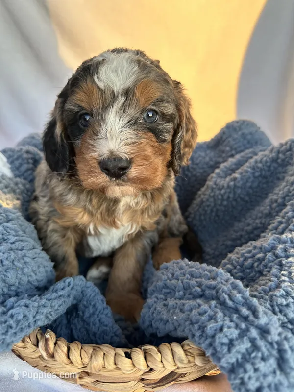 Charlie – Bernedoodle puppy for sale in Camden, MI