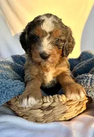 Charlie, a male Bernedoodle for sale in Camden, MI – Photo 6 of 7