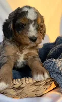 Charlie, a male Bernedoodle for sale in Camden, MI – Photo 4 of 7