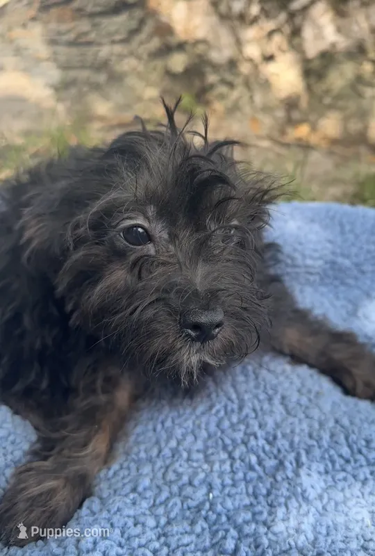 Scout – Yorkipoo puppy for sale in Camden, MI