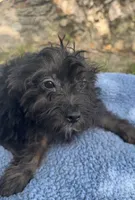 Scout, a male Yorkipoo for sale in Camden, MI – 1 of 4