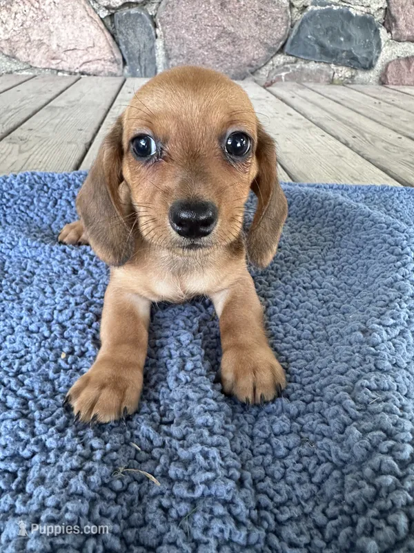Briar (AKC) – Miniature Dachshund puppy for sale in Camden, MI