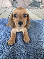 Briar (AKC), a male Miniature Dachshund for sale in Camden, MI – 1 of 4