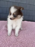 Ginger , a female Pomeranian for sale in Camden, MI – 5 of 6