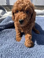Walker, a male Miniature Goldendoodle for sale in Camden, MI – 4 of 4