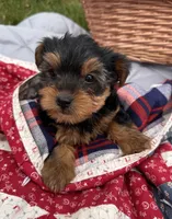 Wilma, a female Yorkshire Terrier for sale in Camden, MI – 6 of 6