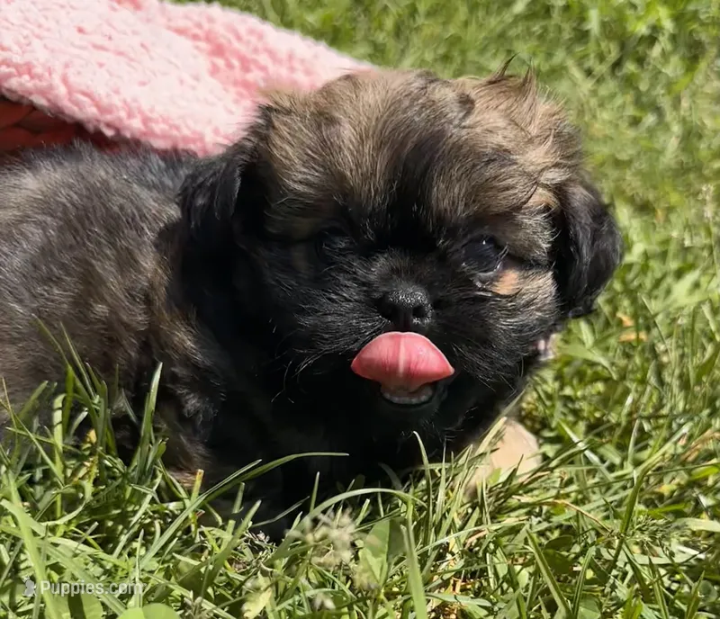 Honey – Shihpoo puppy for sale in Camden, MI