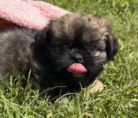 Honey, a female Shihpoo for sale in Camden, MI – 1 of 6