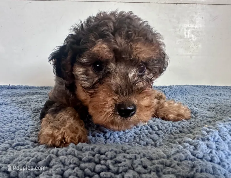 Theo – Yorkipoo puppy for sale in Camden, MI