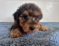 Theo, a male Yorkipoo for sale in Camden, MI – 1 of 5