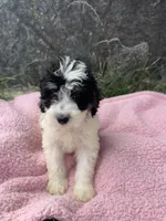 Poppy, a female Miniature Bernedoodle for sale in Camden, MI – 4 of 7