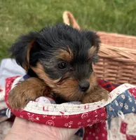 Wilma, a female Yorkshire Terrier for sale in Camden, MI – 3 of 6
