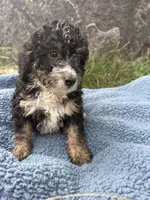 Winston , a male Miniature Bernedoodle for sale in Camden, MI – 5 of 8