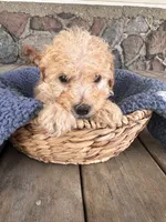 Spritz, a male Poodle - Miniature  for sale in Camden, MI – 2 of 5