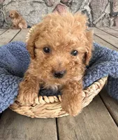 Mo  (Mojito), a male Poodle - Miniature  for sale in Camden, MI – 2 of 5