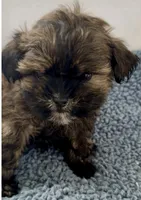 Chief, a male Shihpoo for sale in Camden, MI – 2 of 4